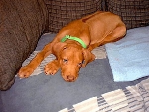 A red Rhodesian Ridgeback Puppy is laying down on a brown couch on top of a blue blanket looking off to the left.