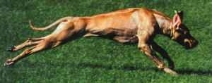 Action shot - A muscular tan Rhodesian Ridgeback is running across a field. Its ears are flapping up and its legs are stretched.