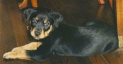 The back left side of a black and tan Rottweiler puppy laying across a hardwood floor looking forward.