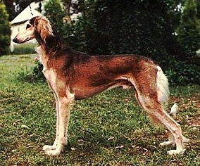 Left Profile - A brown with tan Saluki is standing across grass and it is looking to the left. The dog is tall with a high arch.
