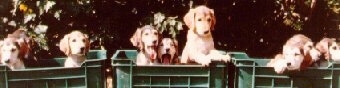 Three green plastic milk crate boxes of Saluki puppies that have three pups in each.