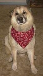 Close up - A tan with white Shepherd Husky is sitting on a carpet wearing a red bandana and it is looking forward.