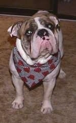 Close up - Spike the Bulldog is standing on a carpet wearing a bandana, its head is tilted to the left and it is looking up.