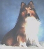 A black, brown and white Shetland Sheepdog is sitting on a carpet and it is looking forward.