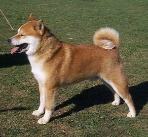 japanese inu