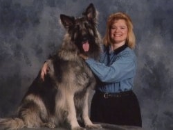 A black and grey Shiloh Shepherd is sitting on a stand, there is a person next to it holding under its neck and its back. The Shiloh Shepherds head is tilted to the left, its mouth is open and its tongue is out. The dog looks larger than the lady.