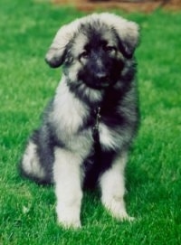 A fluffy little black and grey Shiloh Shepherd puppy is sitting in grass and its head slightly tilted to the left. Its ears are hanging down to the sides.