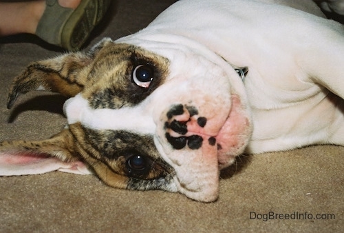 Close up - Spike the Bulldog puppy is laying on his right side looking forward.