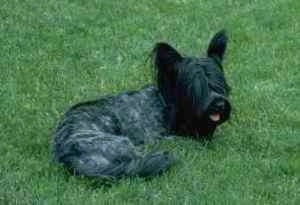 The back right side of a freshly groomed black Skye Terrier. It is looking to the right, its mouth is open and its tongue is sticking out. It has long hair hanging from its perk ears.