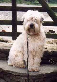 The right side of a longhaired, wavy, tan Soft Coated Wheaten Terrier dog that is sitting on a stone step and it is looking forward. It has a big black nose.