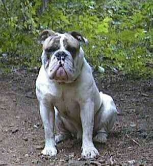 Spike the Bulldog is sitting on a dirt pathway and he is looking forward. He has a very wide chest, a big head and a lot of muscles.