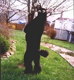 A black Standard Poodle dog jumped up against a small tree biting a flower bud.