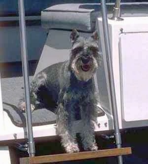 A grey with white Standard Schnauzer dog sitting at the entrance way to a boat looking forward with its mouth open and it looks like it is smiling.