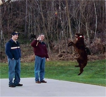 Beau the Chesapeake Bay Retriever is jumping up in mid air to grab an item attached to a fishing pole. There are two people watching and one of them is holding the pole