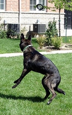 Action shot - Gitzo the black brindle Dutch Shepherd is in mid air in the middle of jumping to grab a ring flying at him. There is a brick house in the background.