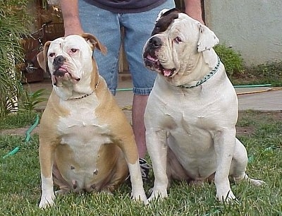 Two American Bulldogs are sitting in grass looking forward in front of a person who is holding their collars. The dog on the right has its head tilted to the right.