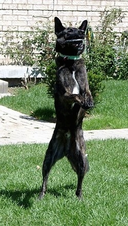 Action shot - Gitzo the black brindle Dutch Shepherd is on its hindlegs and the frisbee ring is in its mouth