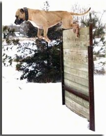 Hallapino the Mastiff is kicking off of a wall 67 inches in the air. There is snow on the ground.