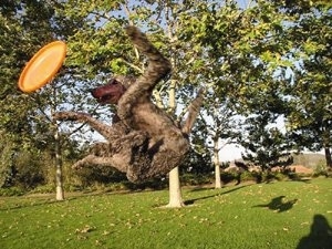 Tilley the Poodle is mid jump and attempting to catch a frisbee outside.