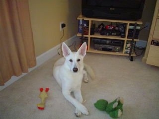 An American White Shepherd puppy is laying on a carpet with toys around it and it is looking up.