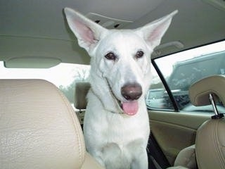 An American White Shepherd is sitting in a vehicle with its mouth open, tongue out and it is looking forward.