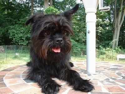 A scruffy-looking, small-breed, black Affenpinscher dog is laying on a stone porch with its mouth open and tongue out.