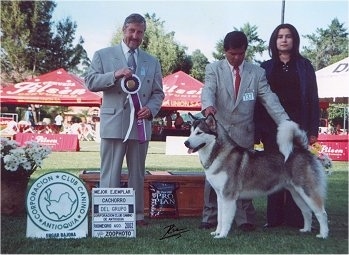 The left side of a black with white Alaskan Malamute that is standing across a grass yard and there are three people standing behind it.