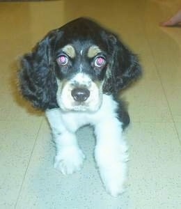 A tri-color American Cocker Spaniel Puppy is laying on a marble floor and it is looking forward.