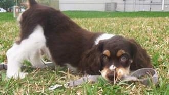 The right side of a tri-color American Cocker Spaniel puppy that is on grass in a play bow pose. it has a leash in its mouth.