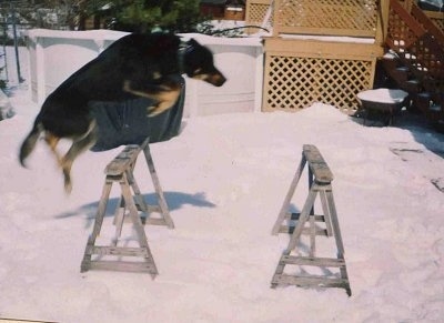 Nova the Dog is jumping over wooden horses in the snow