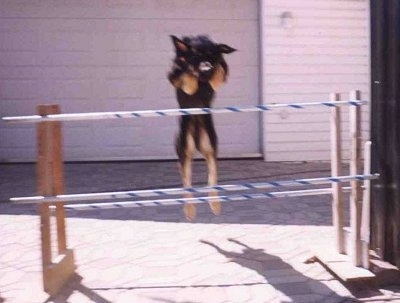 Nova the dog is jumping over an agility obstacle pole in front of a garage
