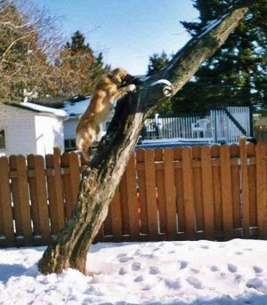 Nouka the Collie/Husky and Bernese Mountain Dog mix is climbing up a tree in a snowy yard with a brown fence behind it