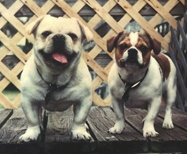 Two American Bullnese are standing on a wooden deck.