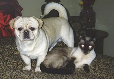The front left side of a tan American Bullnese that is standing on a bed next to a Siamese cat