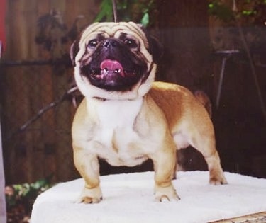 A tan American Bullneses is standing on a table. There is a wooden fence behind it.