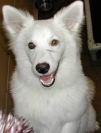 Close up - A white American Eskimo dog is sitting on a carpet with its mouth open, it looks like it is smiling.