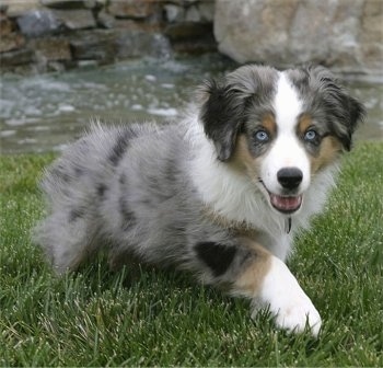 The front right side of a merle Australian Shepherd puppy that is walking across grass with its mouth open and it is looking forward.
