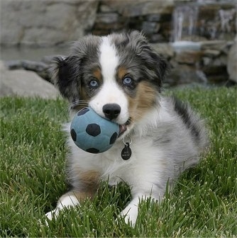 A merle Australian Shepherd is laying in grass, it has a blue and black ball in his mouth