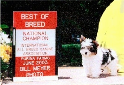Biewer Puppy standing in front of a sign that says 'BEST OF BREED NATIONAL CHAMPION INTERNATIONAL ALL BREED CANINE ASSOCIATION PURINA FARMS JUNE 2003 BILL MEYER PHOTO'