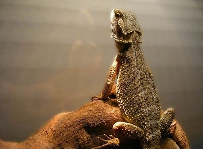 The backside of a Bearded Dragon that is standing on a rock and looking up at a heat lamp.
