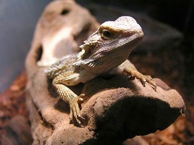 Close up - A Bearded Dragon is standing on a log under a heat lamp looking up.