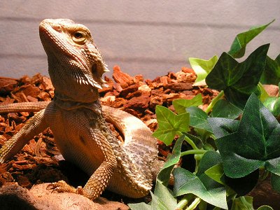 Close up - A Bearded Dragon is standing on a log and next toit is a plant. It is looking up and to the left.