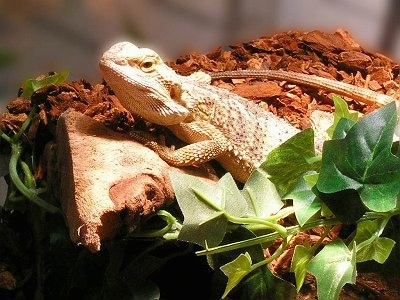 A Bearded Dragon is standing on a rock and it is looking forward. There is a green plant next to it.