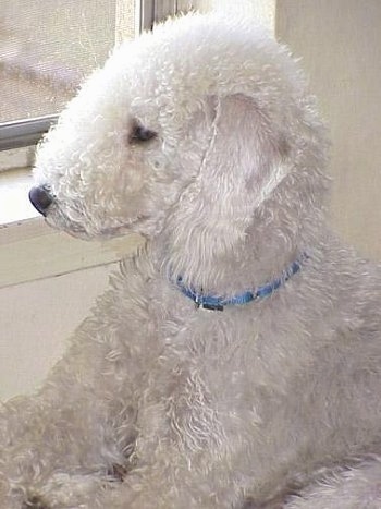 Close Up - Bedlington Terrier sitting next to and looking out of a window