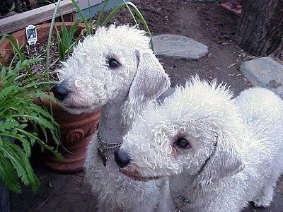 Two Bedlington Terriers outside in front of potted plants