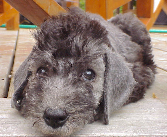 Bedlington Terrier laying on a wooden deck