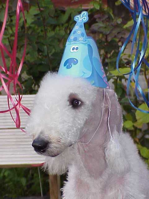 Close Up - Destiny the Bedlington Terrier wearing a Blues Clues birthday hat with ribbon hanging in the background