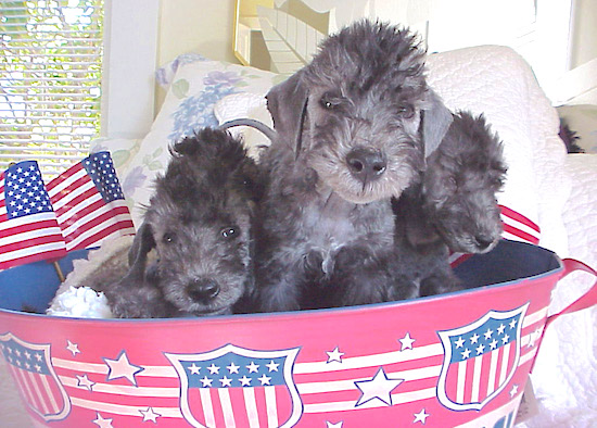 Three Bedlington Terrier puppies sitting in an American flag bucket