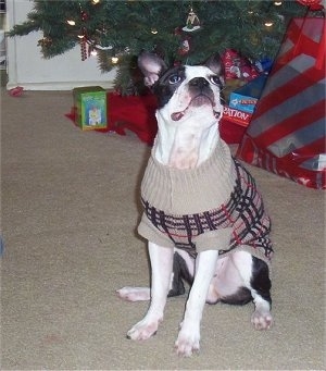 Lui Valentine the Boston Terrier wearing a sweater sitting in front of a Christmas tree looking up