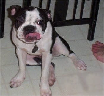 Lui Valentine the Boston Terrier sitting on a tiled floor next to a chair and licking its nose